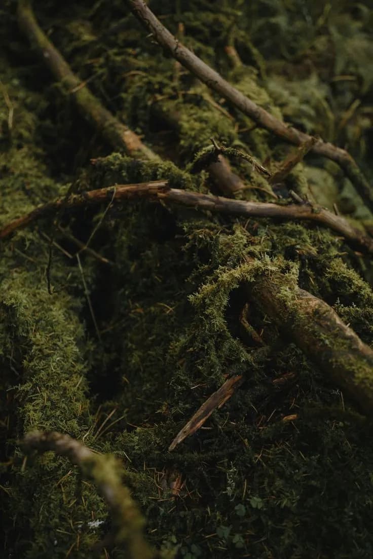 Rich green moss and woodland branches